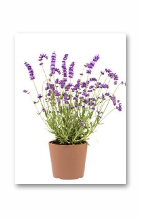 Violet lavendula flowers in the pot isolated on white background, close up.
