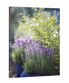 Lavender flowers in the rain