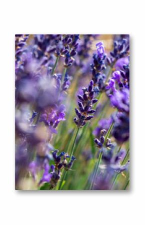 Fleurs de lavande sauvage en montagne