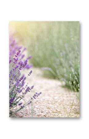 Lavender flower field lines, image for natural background.