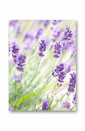 Beautiful lavender flowers.