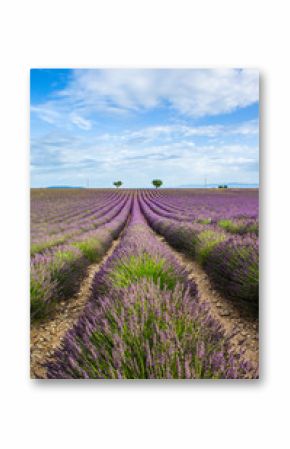 Picturesque lavender field and oat field against a bright blue sky. France. Provence. Plateau Valensole.