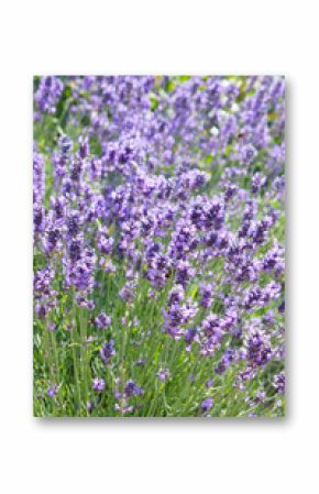 lavandula angustifolia hidcote blue violet lavender flowers vertcial