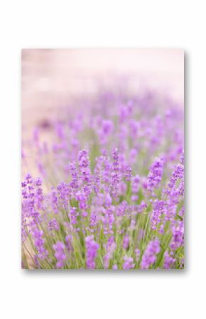 Lavender field over sunser sky. Beautiful image of lavender field closeup. Lavender flower field.