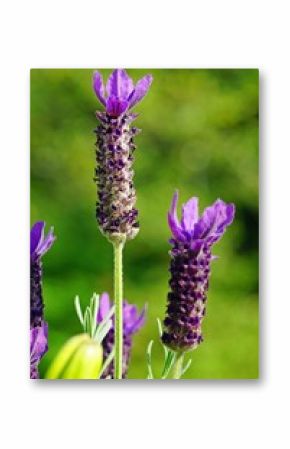Fragrant purple French lavender flowers growing in the garden