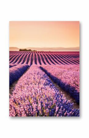 Valensole lavender in Provence, France