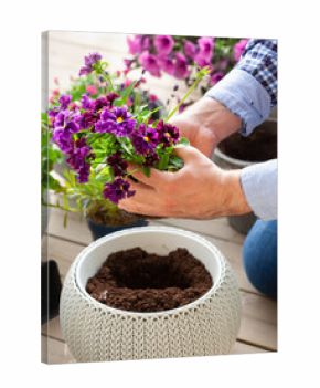 man gardener planting pansy, lavender flowers in flowerpot in garden on terrace