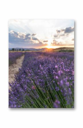 sunset of a lavender field