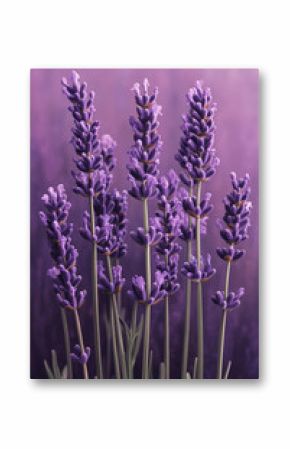 Hyper-realistic lavender isolated on white background