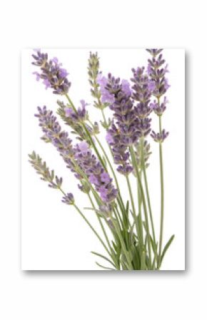 lavender flowers isolated on white background