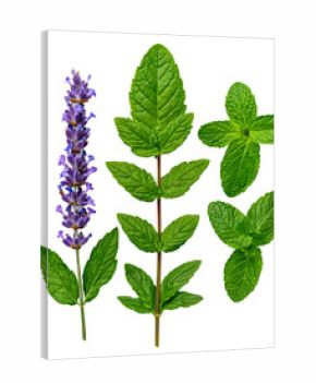 Vibrant purple lavender flowers and fresh green mint leaves on a transparent background. The image showcases the detailed textures and colors of the plants.