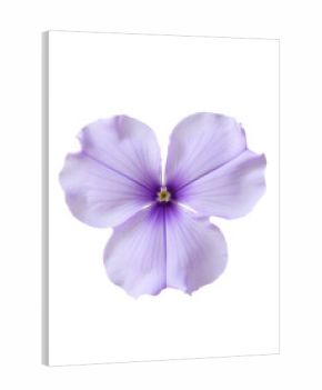 Lavender Phlox Flower, Three Petals, Transparent Background.