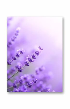 A vibrant cluster of lavender flowers basking in warm sunlight, their delicate purple petals glistening, surrounded by lush green foliage.