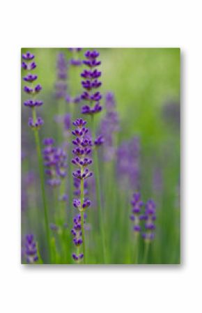 Beautiful close-up of lavandula angustifolia