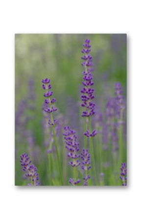 Beautiful close-up of lavandula angustifolia