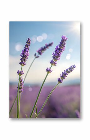 Three delicate lavender stalks stand tall against a field of lavender, bathed in soft sunlight, creating a serene and romantic atmosphere