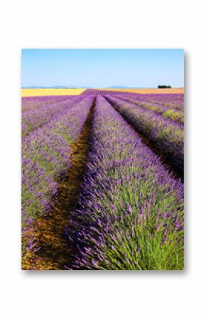 Natural lavender fields with flowers for the production of fragrances, cosmetics and care products in Valensole - the Mediterranean highlight and attraction of Provence, France 2025