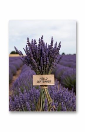 lavender fields in france