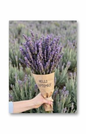 lavender fields in france