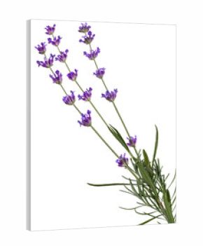 Lavender flowers on branches in a bouquet on an isolated transparent background