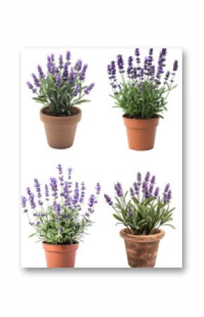 set of potted lavender plants