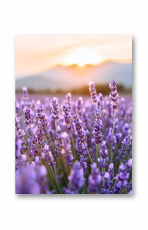 A vast lavender field at sunset, with mountains in the background. The sky is painted with shades of orange, pink and purple, and the golden light of the sun enhances the color of the lavender flowers