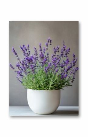 Beautiful lavender plant in a white pot adds color and tranquility to any interior space