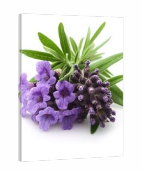 Purple lavender flower with green leaves on a white background close up studio shot