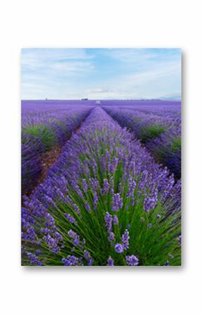 lavender field on a sunny day