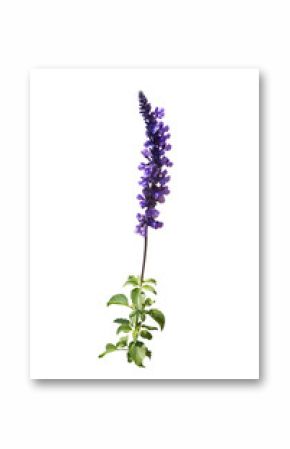 Purple flower branch isolated