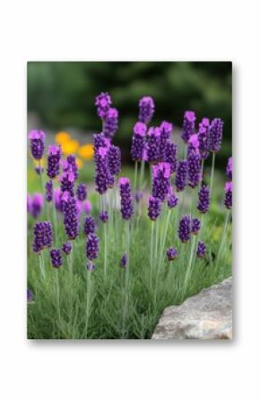Captivating lavender blossoms in a tranquil garden setting with soft focus and natural light creating a serene and inviting atmosphere