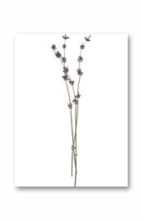 Sprigs of dried lavender herbarium flowers isolated cut out on a transparent background, perfect for adding a touch of rustic charm to designs