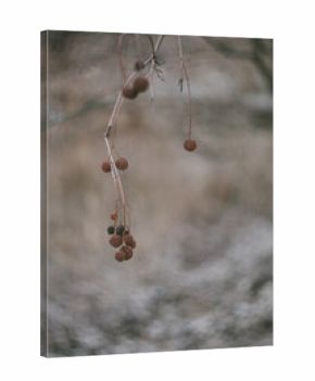 Autumn Dried Botanical Still Life