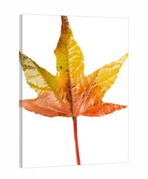 Close-up of autumn colors on leaf