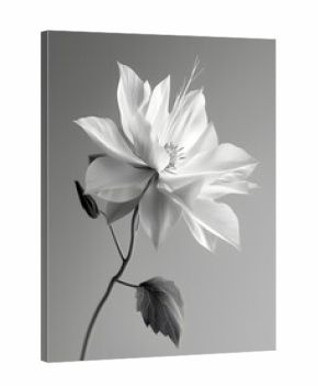 Stylized Monochrome Flower - Delicate Botanical Still Life in Stark High Contrast