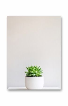 succulent plant in a pot on a white background