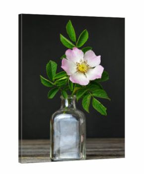 Still life with wild rose in the bottle 