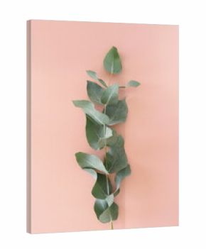 green eucalyptus leaf  on a pink background. flat lay, top view. Floral card.poster