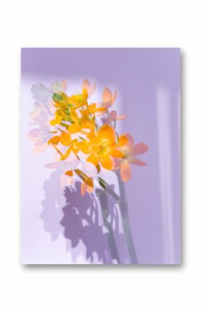 Bright orange flowers are captured with a dreamy effect