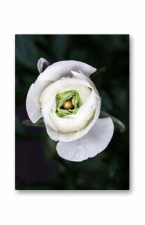 white ranunculus with green center