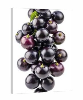 A close up shot of a pile of beautiful ripe muscadine grapes