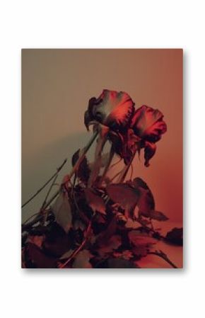 Two wilting roses bathed in a dramatic red glow conveying emotional intensity and impermanence