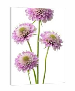 Elegant Knautia Flower Arrangement with Delicate Pink Petals and Green Stems on White