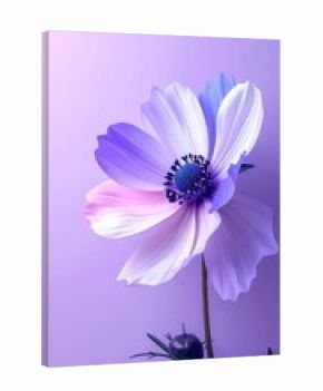 Close-up of a vibrant cosmos flower