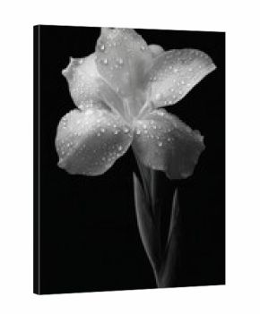 Elegant white flower covered in dew drops on black background.