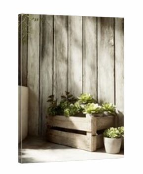 Succulents in Wooden Crate Against Rustic White Wood Plank Wall With Sunlight