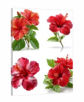 Vibrant Hibiscus Blooms Collection