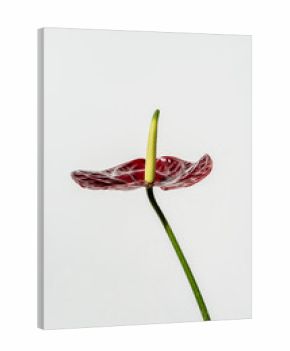 Anthurium
