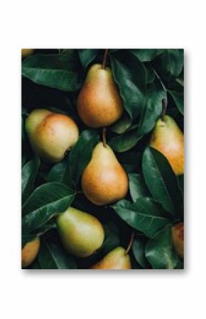 Ripe Pears on a Branch with Green Leaves