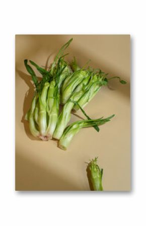 Fresh Puntarelle on a Light Background